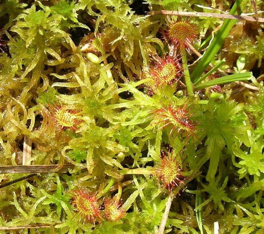 Drosera rotundifolia v NSG Schwarze Haide