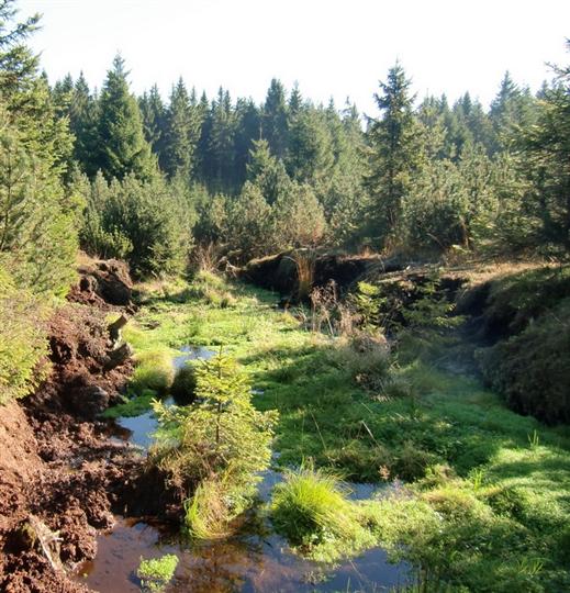 Příkop v rašeliništi jižně od Flossteich