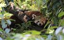 Panda zoopark Chomutov