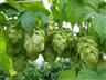 Publikace „Pěstování vzrůstných odrůd chmele v nízké konstrukci“