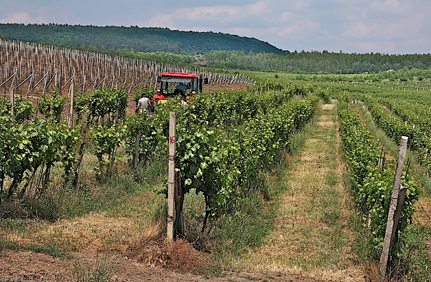 Stejné území po rekultivaci – vinice v roce 2009