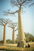 Madagaskar _Baobab